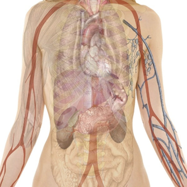 Magnetfeldanwendung bei Durchblutungsstörungen