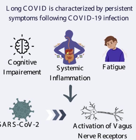 Vagusnerv-Stimulation bei Long COVID