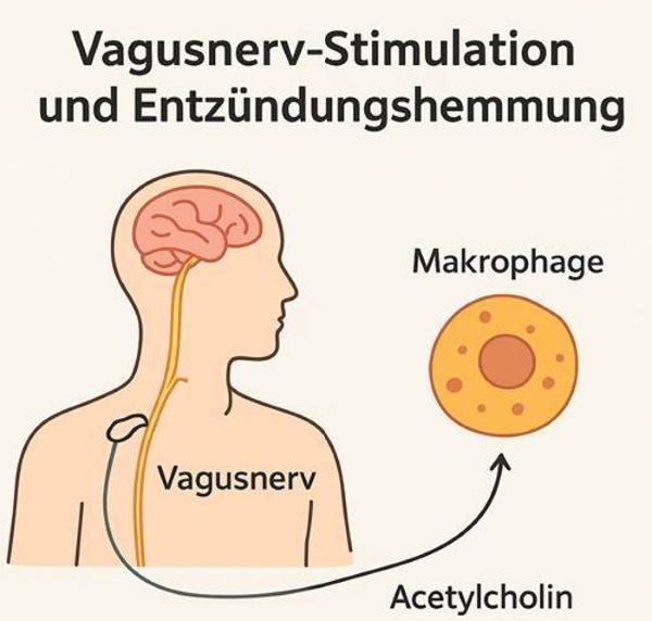 Vagusnerv-Stimulation bei Entzündungen