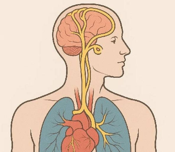 Vagusnerv: So verläuft unser längster Hirnnerv